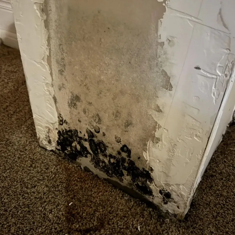 Professional Mold Removal in Vigo County, IN